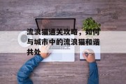 流浪猫通关攻略,如何与城市中的流浪猫和谐共处 流浪猫通关攻略,如何与城市中的流浪猫和谐共处